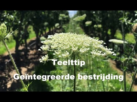 Video: Wat is Geïntegreerde Projekbestuur?