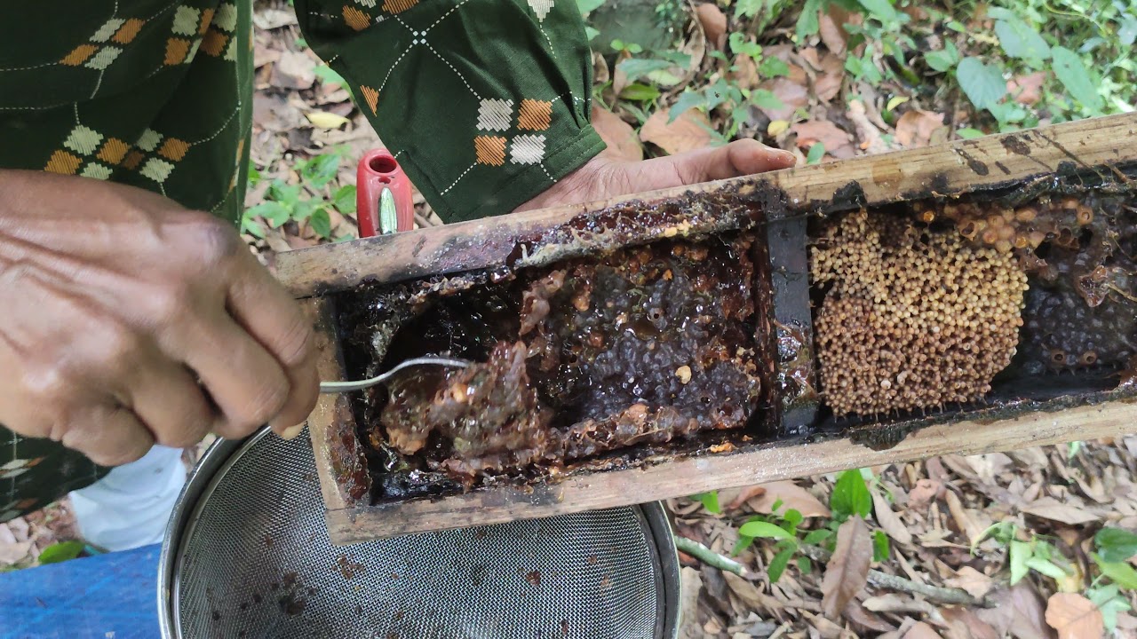 ഇങ്ങനെയാണ് ചെറുതേൻ എടുക്കുന്നത്. #harvesting of a stingless bee Colony #honey #homemade
