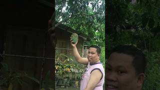 Harvesting Big Mango At The Backyard #short #viral