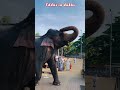 சாமி கும்பிட வாரத பார்க்க வந்திருக்காங்க #shortsfeed #elephant #dubbing #comedy #funnyanimals