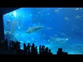 沖縄美ら海水族館 圧巻の 大水槽