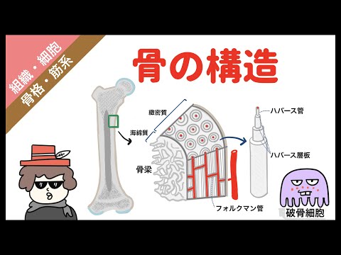 骨の構造【イラスト解剖学で分かりやすく説明】