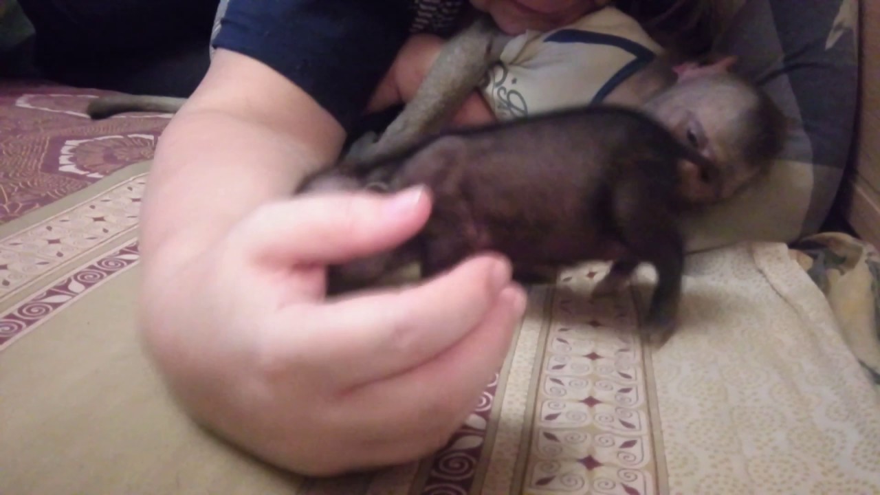 Упрямство наше второе я (мини пиг Блошка)