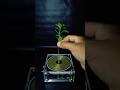 Tesla Energy Experiment on a Living Plant ⚡🌱 #TeslaExperiment #Electricity #ScienceShorts