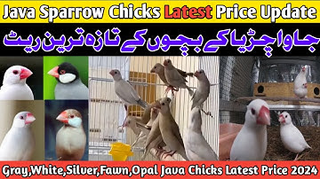 😱Java Sparrow Chicks Price Latest Update 2024 | Gray,White,Silver,Opal,Fawn Java Chicks Price Update