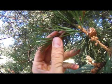 Video: Pinus Scots - Penerangan, Sifat, Penggunaan Kerucut