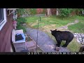 Fearless dog chases black bear from neighbors yard