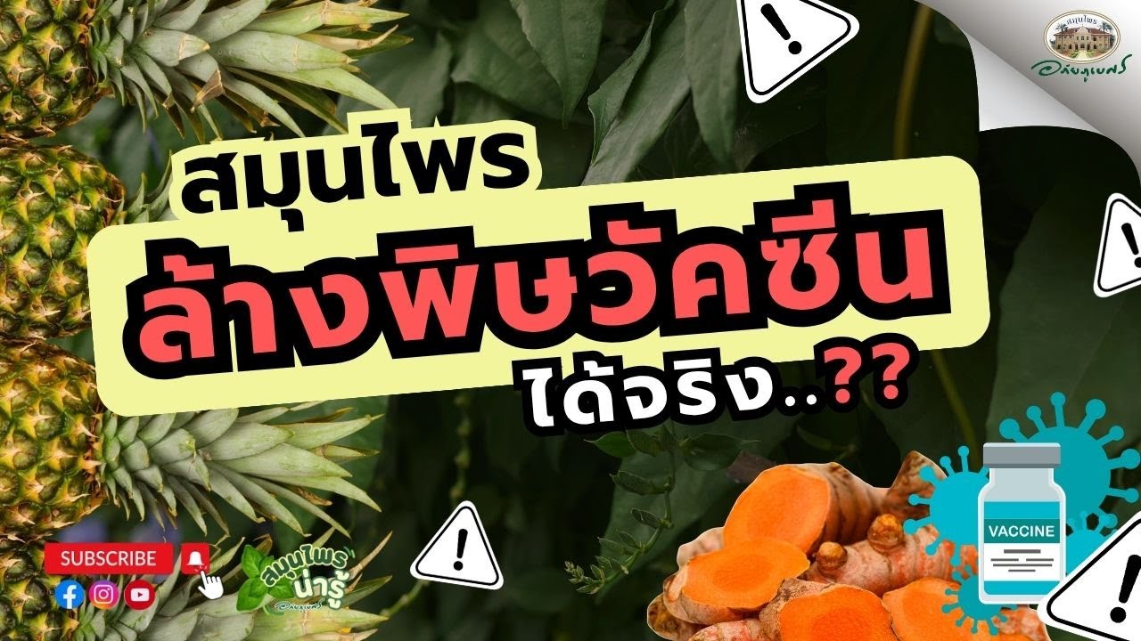 สมุนไพร ล้างพิษวัคซีน ได้จริงหรือ?? l สมุนไพรน่ารู้ (2025)