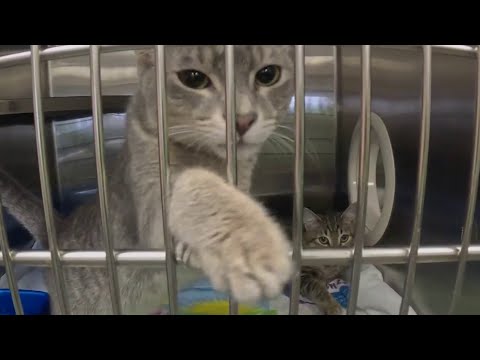 Marion County Animal Shelter Ocala Fl 26
