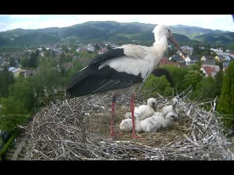 Kirchzarten Stork Nest 2023 View live cam preview