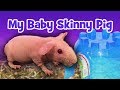 My baby male skinny pig