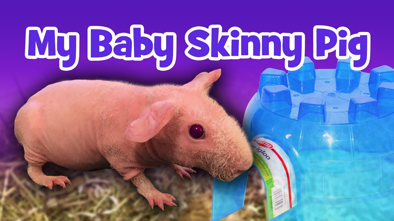male skinny pig