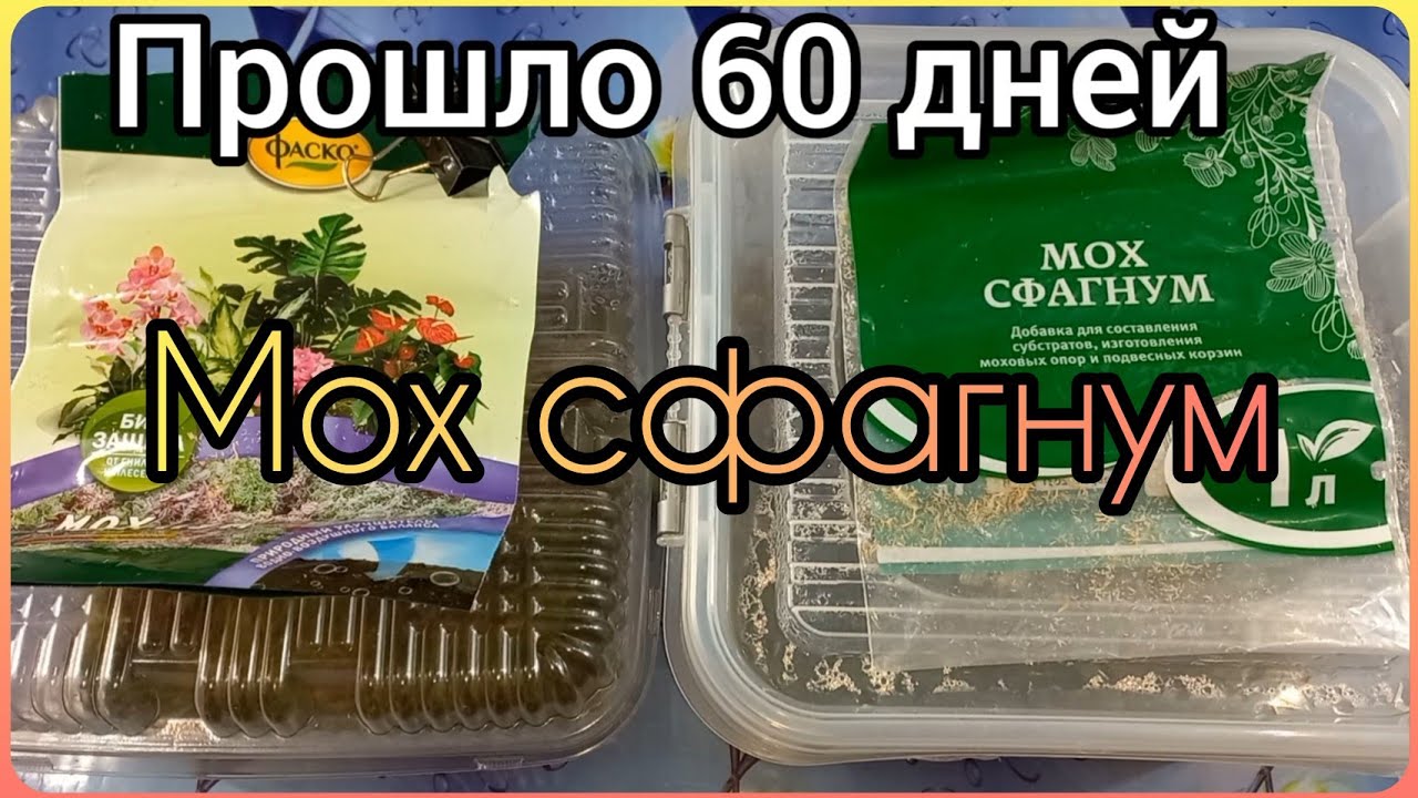 Вырастить МОХ СФАГНУМ?🌱