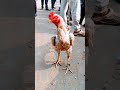 Java murga