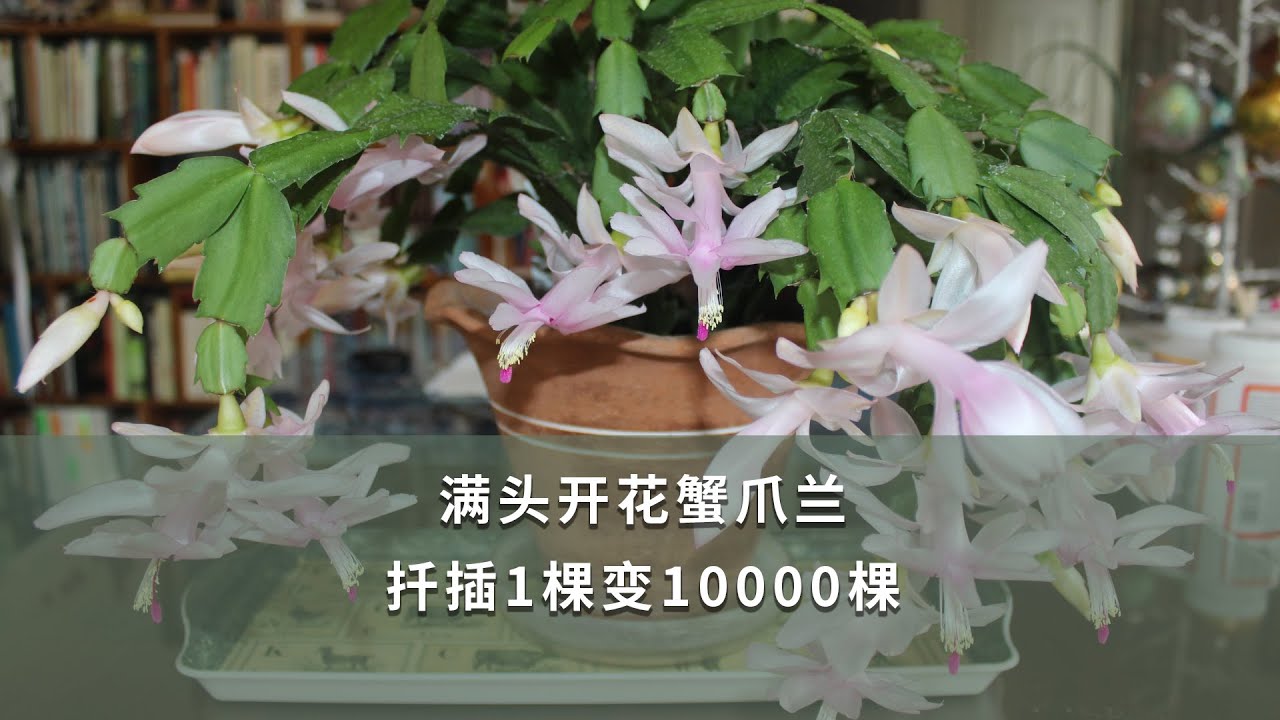 【海妈植物推荐04】满头开花蟹爪兰，扦插1棵变10000棵|Why not Care for And Propagate Zygocactus