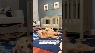when you stop petting your dog...
