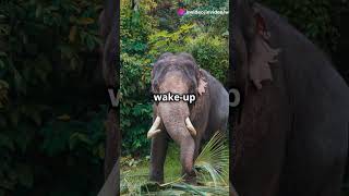 Top 5 Loudest Animals Ever!
