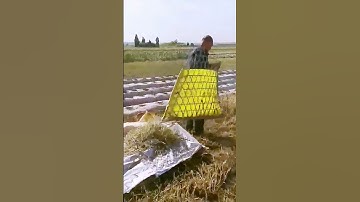 The process of harvesting wheat = Good tools can improve efficiency