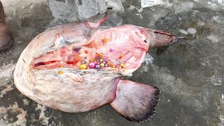 It’s hard to imagine how many pearl oysters this monster fish ate