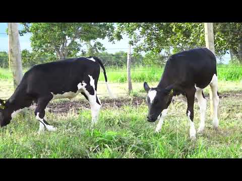 LOTE 70   1159, 1152