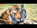 Три красивейших тигриных семьи! Тайган. Three beautiful tiger families! Taigan.