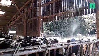 Canicule Ces Agriculteurs Postent Leurs Techniques Pour Rafraîchir Leurs Vaches