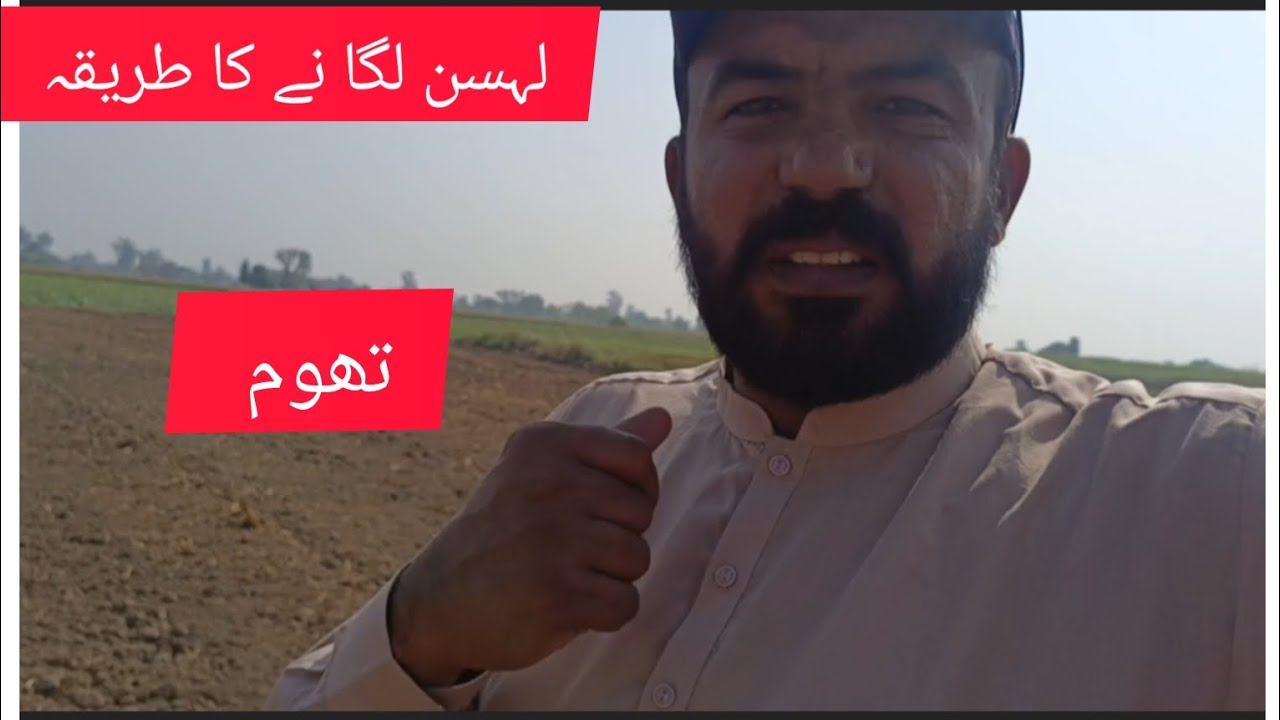 Lehsin(تھوم ) laganay ka tariqa G1 Garlic