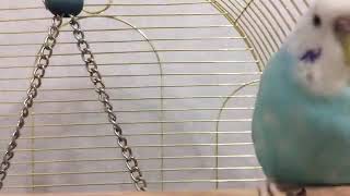 Status Ucun Qesey Videolar1