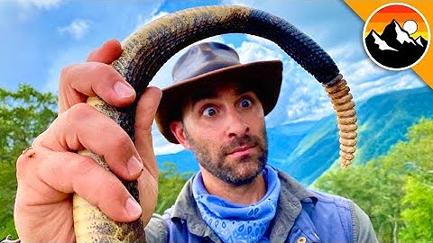 Rattlesnake Rattle - You Won