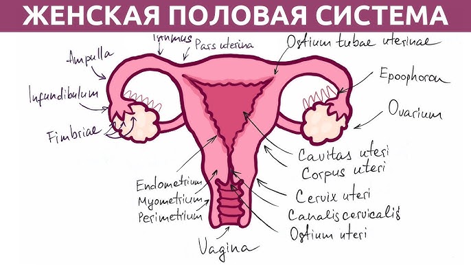 Какой размер у влагалища - ширина, глубина, как меняется Какой размер у влагалища - ширина, глубина, как меняется