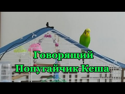 Говорящий Попугайчик Кеша
