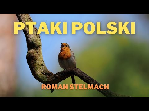 Ptaki Polski, prezentacja gatunków i śpiew, cz.1