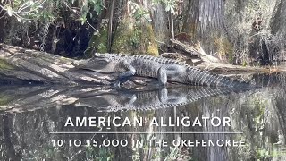 Kayaking with Alligators in the Okefenokee Swamp!