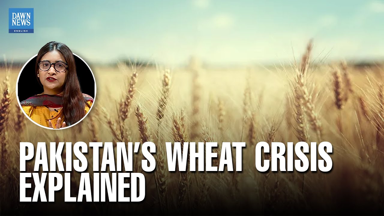 Pakistan’s Wheat Crisis Explained: Why Farmers Are Reluctant to Sow This Year