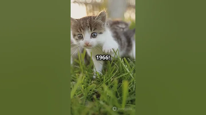 Watch the video about Facts About American Wirehair Cats #explore #explorepage #catshort #funnyanimals #funnycats #facts