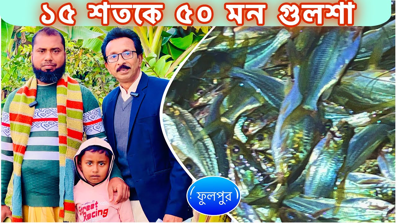 ১৫ শতকে ৫০ মন গুলশা....ll catfish bd