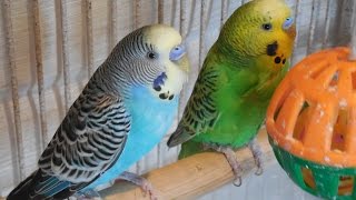 Happy summer budgies songs for your budgies to sing along.  Subscribe if your budgies like it.