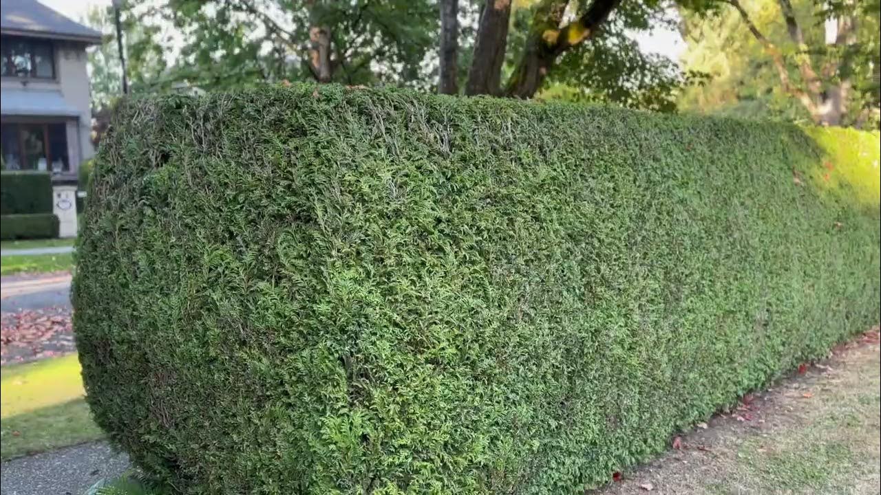 Hedge trimming Vancouver YouTube