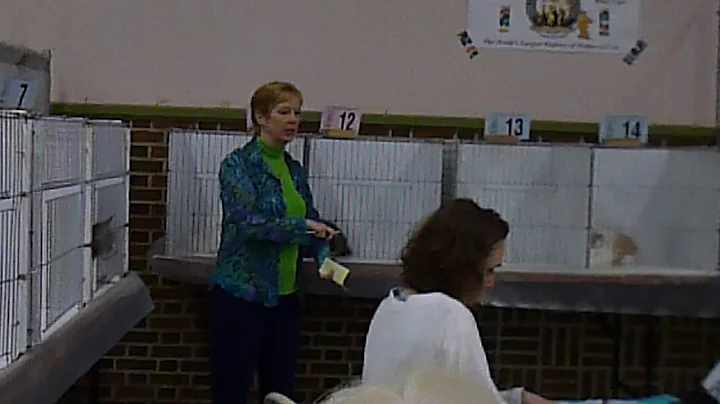 4 Mth Old Persian Chocolate Cosmos with Judge Trac...