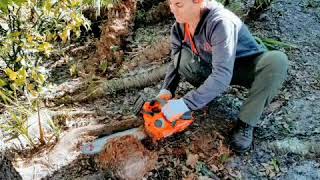 Anthony's tree Trimming