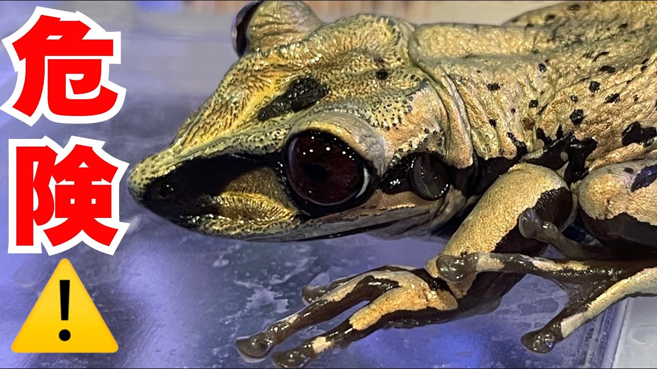 頭突きで毒を注入するやばいカエルの飼育を始めました。