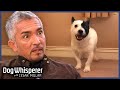 Uncontrollable Barking Dog Pushes Cesar To The Limit Full Episodes Dog Whisperer 
