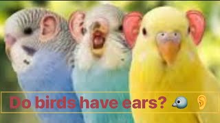 Do birds have ears?