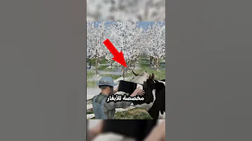 لبسوا أبقارهم نظارات واقع افتراضي عشان الإكتئاب شورت شورتس Shorts Short Vr واقع افتراضي 