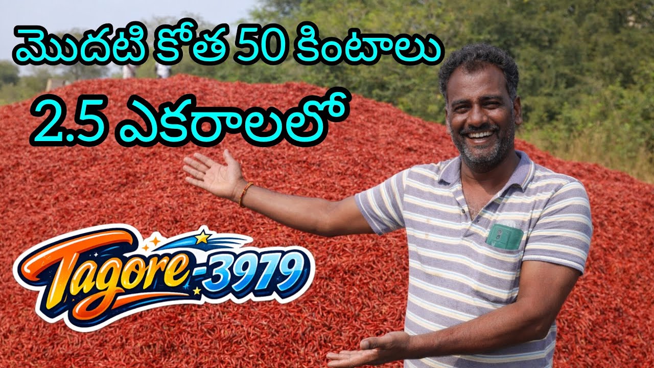 మొదటి కోత 50 కింటాలు పైగా,మరల ఇంకో 40 కింటాలు పైగా దిగుబడి#Tagore3979 పల్నాడు జిల్లా#ravihybridseeds