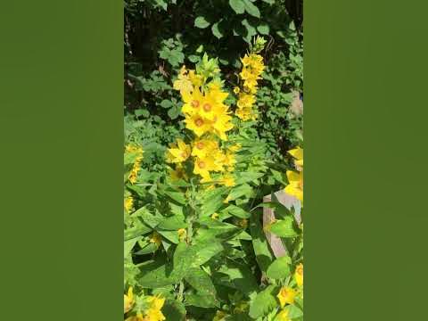 Gilbweiderich am Gartenteich garten kräuter YouTube
