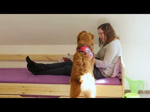 Hundeschule Bei Osnabruck Und Munster Humani