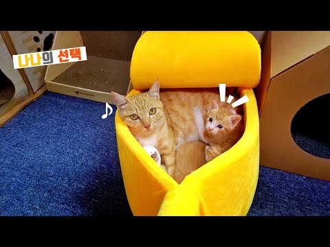 바나나 숨숨집이 마음에 든 (바)나나