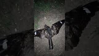 Download Lagu wild bird dies(momo) MP3 Download Lagu wild bird dies(momo) MP3