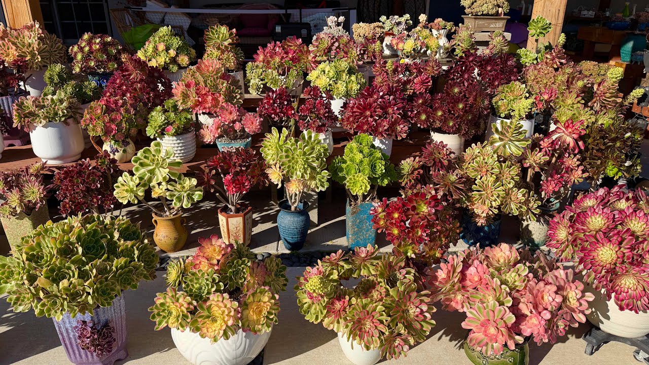 Jan 24,2026      Ngăm vườn sen đá nhà Hương vào mùa Đông, Succulents  garden tour in winter 